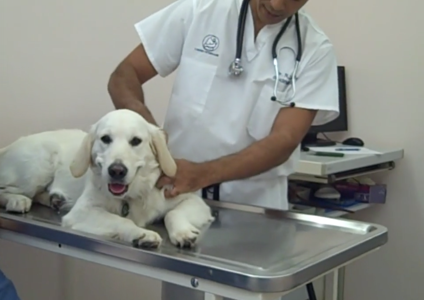 Geneva Animal Hospital, Animal Hospital Geneva, Cabinet Vétérinaire International,Geneva Veterinarian, veterinarian Geneva