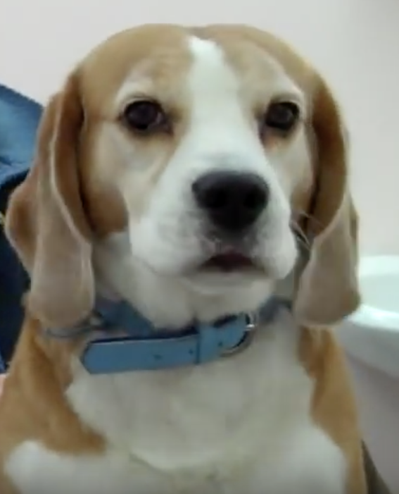  Geneva Animal Hospital, Animal Hospital Geneva, Cabinet Vétérinaire International, Geneva Veterinarian, veterinarian Geneva, smiegle